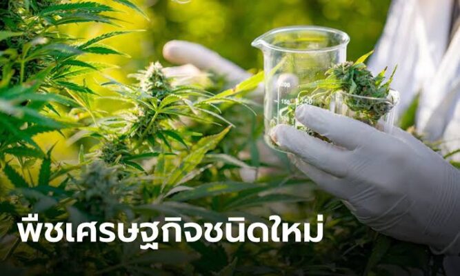 ปลูกกัญชง